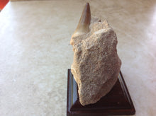 Load image into Gallery viewer, Mosasaurs Tooth