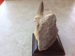 Mosasaurs Tooth