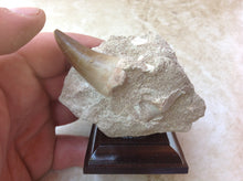 Load image into Gallery viewer, Mosasaurs Tooth