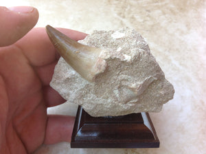 Mosasaurs Tooth