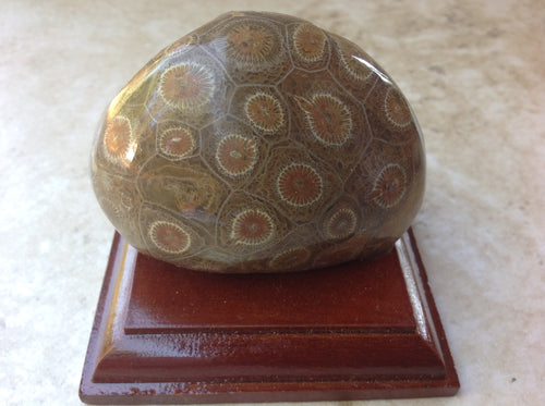 Fossilized Coral