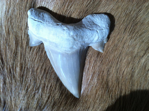 Fossil Lamna shark tooth