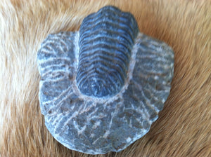Trilobite fossil in matrix 300 mil yrs old
