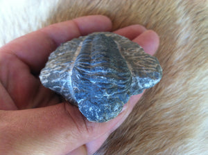 Trilobite fossil in matrix 300 mil yrs old