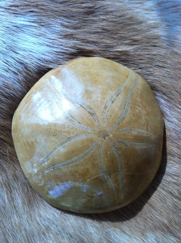 Sand Dollar 65 mil. yrs. old