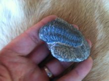 Load image into Gallery viewer, Trilobite fossil in matrix 300 mil yrs old
