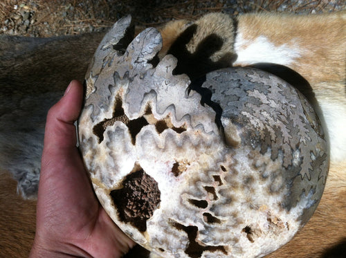 XL Crystal Chamber Ammonite Fossil