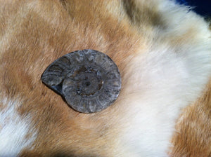Ammonite Fossil specimen