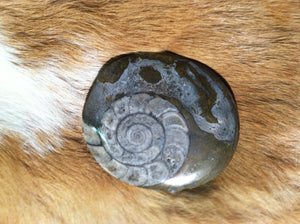 Ammonite Fossil specimen