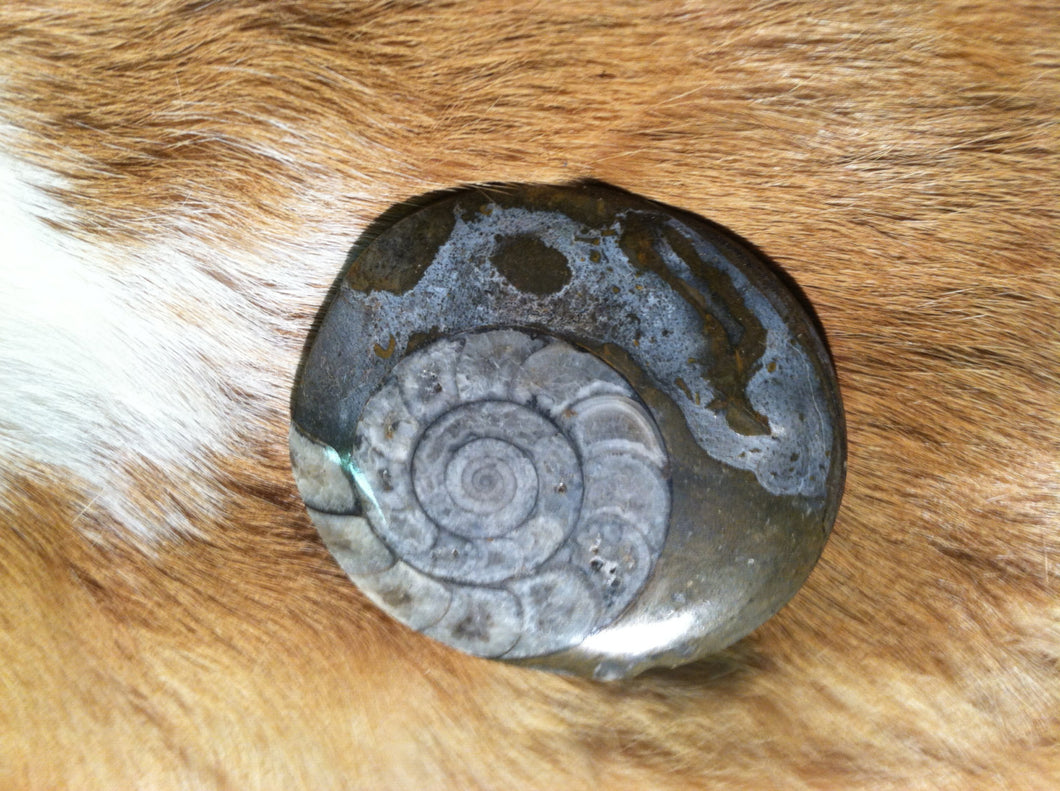 Ammonite Fossil specimen