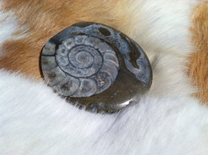 Ammonite Fossil specimen