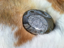 Load image into Gallery viewer, Ammonite Fossil specimen