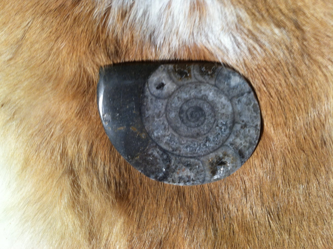 Ammonite Fossil specimen