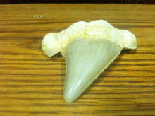 Load image into Gallery viewer, Fossil Lamna shark tooth