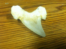 Load image into Gallery viewer, Fossil Lamna shark tooth