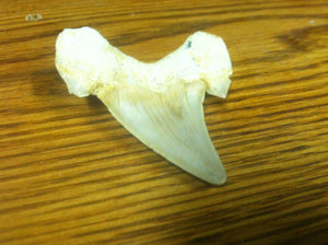 Fossil Lamna shark tooth