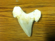 Load image into Gallery viewer, Fossil Lamna shark tooth