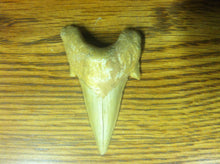 Load image into Gallery viewer, Fossil Lamna shark tooth