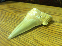 Load image into Gallery viewer, Fossil Lamna shark tooth