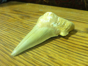 Fossil Lamna shark tooth