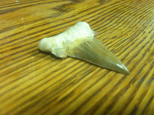 Fossil Lamna shark tooth