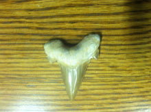 Load image into Gallery viewer, Fossil Lamna shark tooth