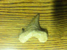 Load image into Gallery viewer, Fossil Lamna shark tooth