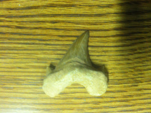 Fossil Lamna shark tooth