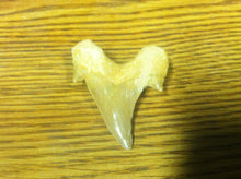 Load image into Gallery viewer, Fossil Lamna shark tooth