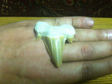 Load image into Gallery viewer, Fossil Lamna shark tooth