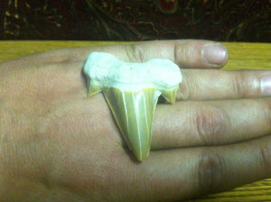 Fossil Lamna shark tooth