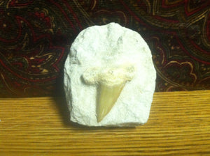 Fossil Lamna shark tooth in matrix specimen