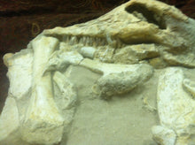 Load image into Gallery viewer, Mosasaurs fossil skull specimen