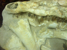 Load image into Gallery viewer, Mosasaurs fossil skull specimen