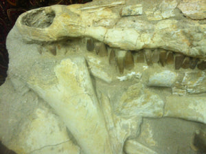 Mosasaurs fossil skull specimen