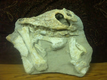 Load image into Gallery viewer, Mosasaurs fossil skull specimen