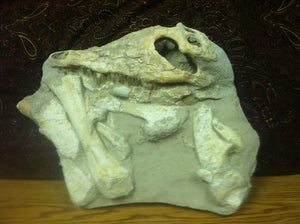 Mosasaurs fossil skull specimen