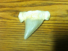 Load image into Gallery viewer, Fossil Lamna shark tooth