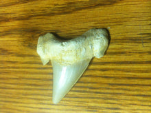 Load image into Gallery viewer, Fossil Lamna shark tooth