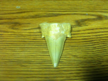 Load image into Gallery viewer, Fossil Lamna shark tooth