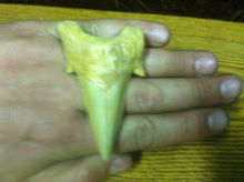 Load image into Gallery viewer, Fossil Lamna shark tooth