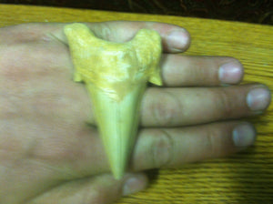 Fossil Lamna shark tooth