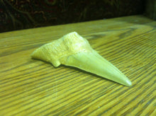 Load image into Gallery viewer, Fossil Lamna shark tooth