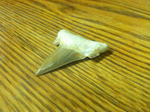 Load image into Gallery viewer, Fossil Lamna shark tooth