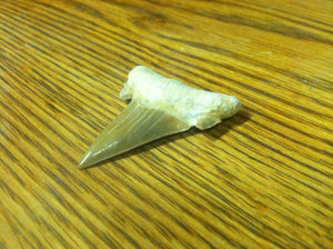 Fossil Lamna shark tooth