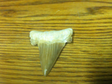 Load image into Gallery viewer, Fossil Lamna shark tooth