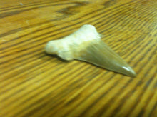 Load image into Gallery viewer, Fossil Lamna shark tooth