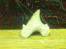 Load image into Gallery viewer, Fossil Lamna shark tooth