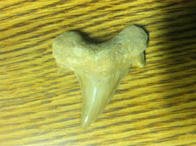 Load image into Gallery viewer, Fossil Lamna shark tooth