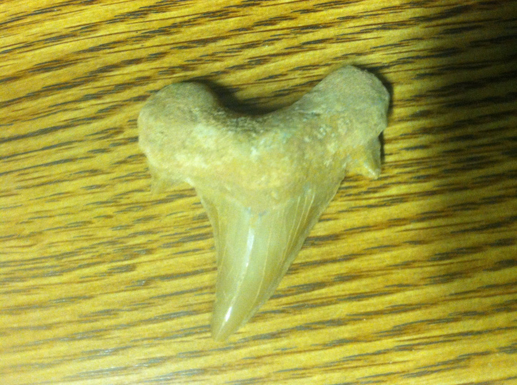 Fossil Lamna shark tooth